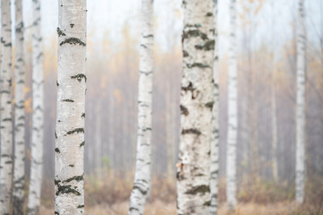 Birch forest in fog. Autumn view. Focus in foreground tree trunk.