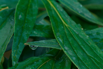 Beautiful green leaves in the garden. dark background