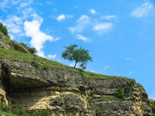 tree in mountains