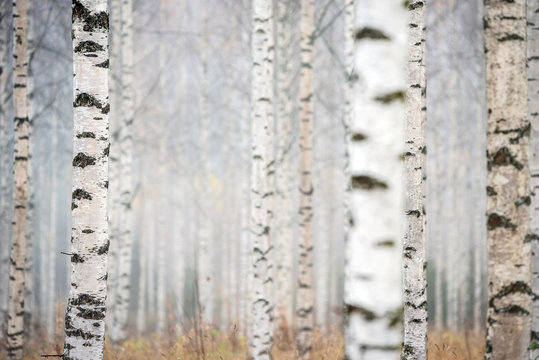 Birch forest in fog. Autumn view. Selective focus and shallow depth of field.