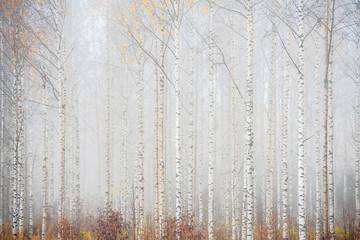 Birch forest in fog. Autumn landscape in Finland. - obrazy, fototapety, plakaty