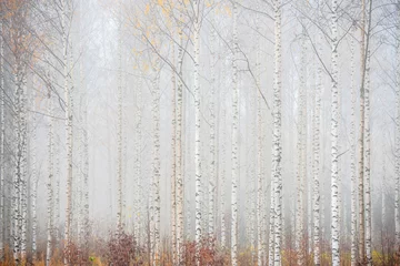 Birkenwald im Nebel. Herbstlandschaft in Finnland. © ekim