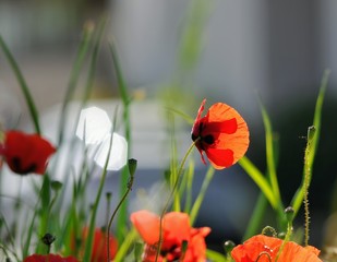 poppies in a field