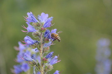 petite abeille