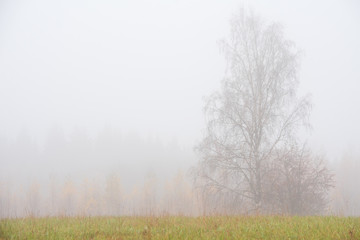 Obraz na płótnie Canvas Foggy autumn landscape in Finland