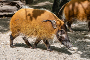 Red river hog, Potamochoerus porcus, also known as the bush pig.