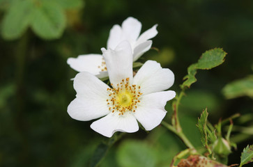 Obraz na płótnie Canvas Sweet Brier (Rosa rubiginosa) flower blooming, also known as sweetbriar rose, sweet briar or eglantine