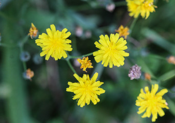 smooth hawksbeard, Crepis capillaris, blooming in the summer season
