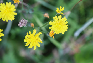 smooth hawksbeard, Crepis capillaris, blooming in the summer season