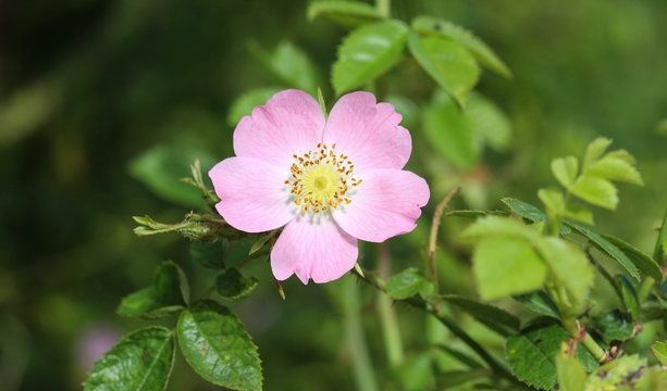 Sweet Brier (Rosa rubiginosa) flower blooming, also known as sweetbriar rose, sweet briar or eglantine
