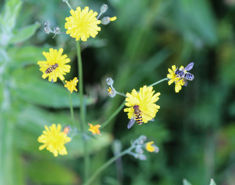 smooth hawksbeard, Crepis capillaris, blooming in the summer season