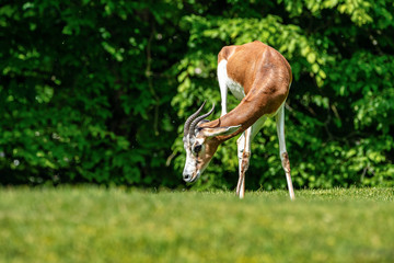 Dama gazelle, Gazella dama mhorr or mhorr gazelle is a species of gazelle