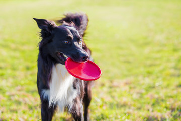 Trained purebred border collie dog playing with his favourite toy outdoors in the park. Adorable...