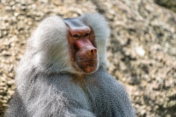 The hamadryas baboon, Papio hamadryas is a species of baboon