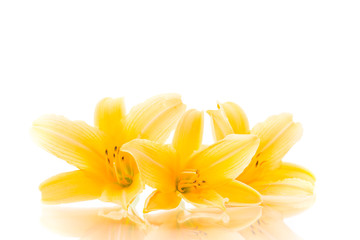 Obraz na płótnie Canvas summer blooming flowers of yellow lily isolated on white