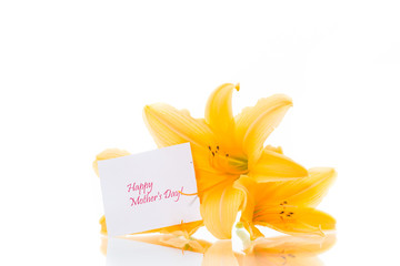 summer blooming flowers of yellow lily isolated on white