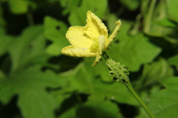 Yellow flower and fruit of Momordica charantia.Also called as bitter melon, bitter apple, bitter gourd, bitter squash, balsam pear