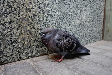 Old pigeon on street