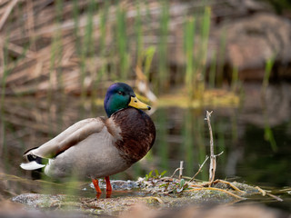 Obraz premium Mallard Duck