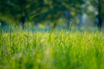 Grass in the meadow in the early morning