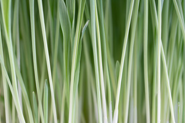 Plant wheat with roots on white background