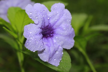 Obraz premium Ruellia tuberosa with droplets