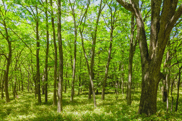 新緑の森