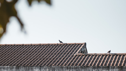 Dove, like the island at the roof of the house