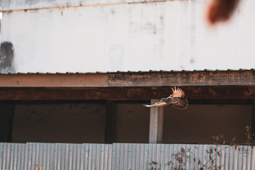Dove, winged dart flying from the roof