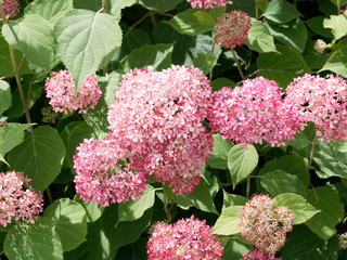 Hydrangea arborescens  'Pink annabelle' ou hortensia de Virginie, bel arbuste ornemental aux fleurs...