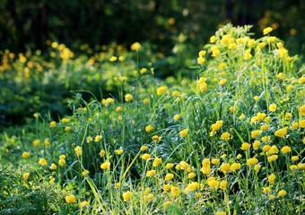 Купальницы