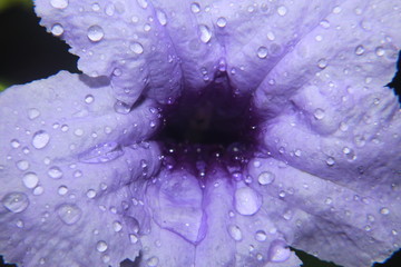 Wet purple or violet flower background.Abstract background,Ruellia tuberosa