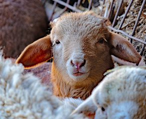 Naklejka premium sheep umbria valnerina lamb san mamiliano montefranco