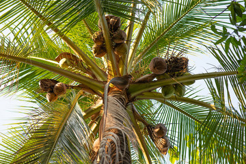 There are many coconuts on the tree.