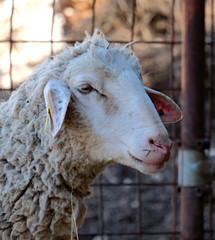 sheep umbria valnerina lamb san mamiliano montefranco