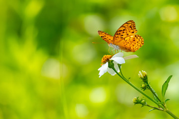 Orange brown butterfly using its probostic to drink nectar from the flower.