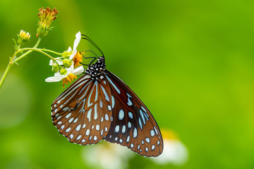 Dark Blue Tiger butterfly using its probostic to drink nectar from flower
