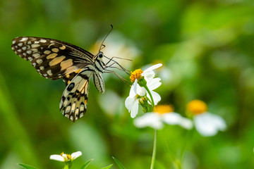 Lime butterfly using its probostic to drink nectar from flower.