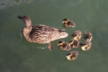 anatra e piccoli d'anatra in acqua