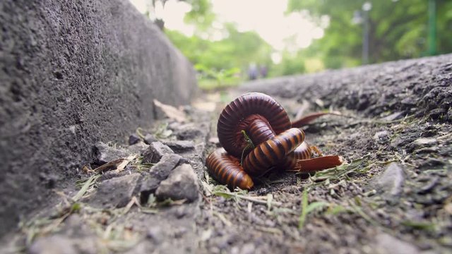 Pair mating millipede, millipedes on ground garden in the rainy