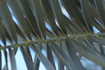 Beautıful Green palm leaf background