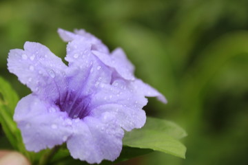 Funnel shaped violet colored flowers of Ruellia tuberosa, also known as minnieroot, fever root, snapdragon root, sheep potato.