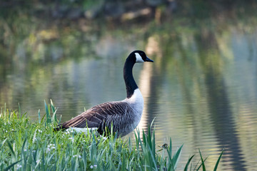 Canada Goose (Branta canadensis), Auvergne, France.