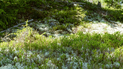 Glade with flowers in the taiga forest