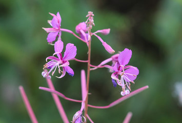 Chamaenerion angustifolium, common names are fireweed, great willowherb, rosebay willowherb or Epilobium angustifolium