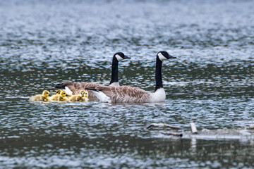 Canada Goose (Branta canadensis), Auvergne, France.