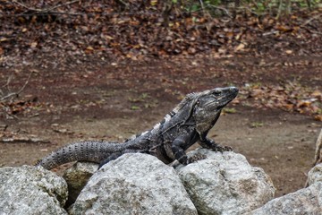 Leguan in Mexiko
