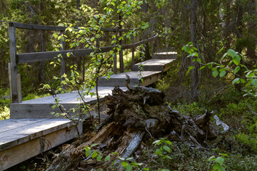 Wooden platform across the northern taiga