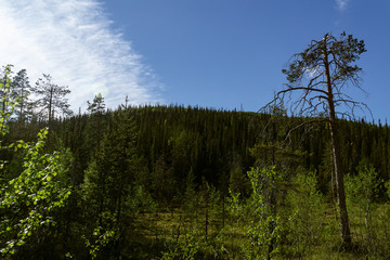 Wooded hill in the northern taiga