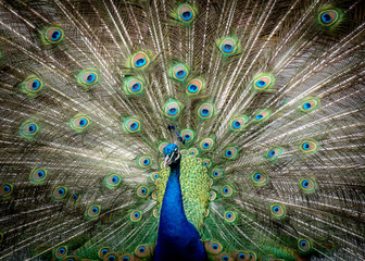 Fototapeta premium Close up of peacock with feathers out